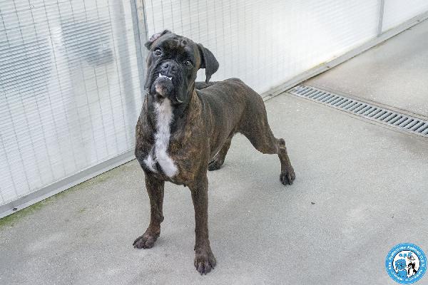 MAYA, boxer comprata per fare scena, ora cerca solo amore vero.. Foto 7